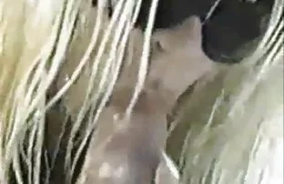 XXX Fisting pournou xxl la femme énorme chatte gourmande